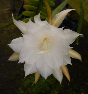 Ric Rac Orchid Cactus, Fishbone Cactus, Lady of the Night, Epiphyllum, Epiphyllum anguliger, E. darrahii, Phyllocactus darrahii, Phyllocactus anguliger